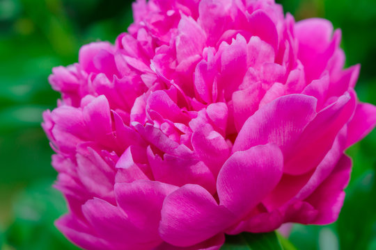 Pink peony flower close-up in the garden © Yuliya