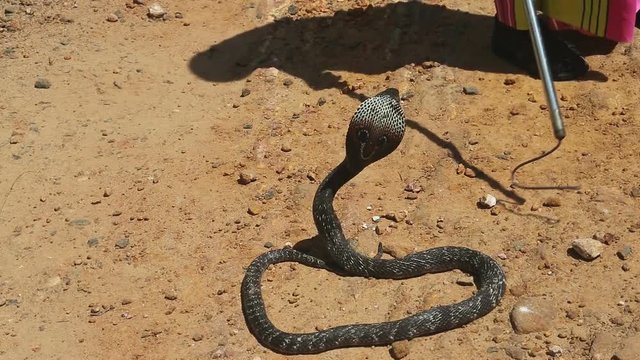 Cobra close-up. Snake farm in Sri Lanka.