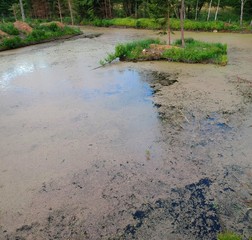 Aerial view on swamp area with island, trees and duckweed
