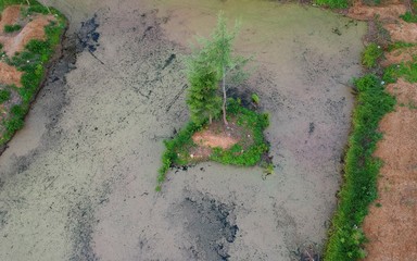 Aerial view on swamp area with island, trees and duckweed