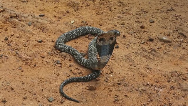 Cobra close-up. Snake farm in Sri Lanka.