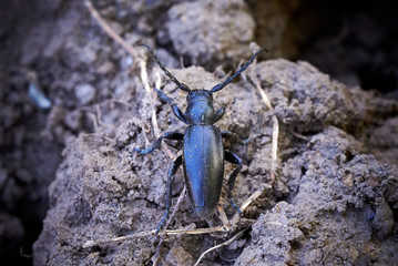 Black Insect on soil 