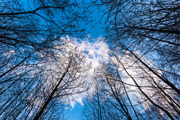 Crown of trees