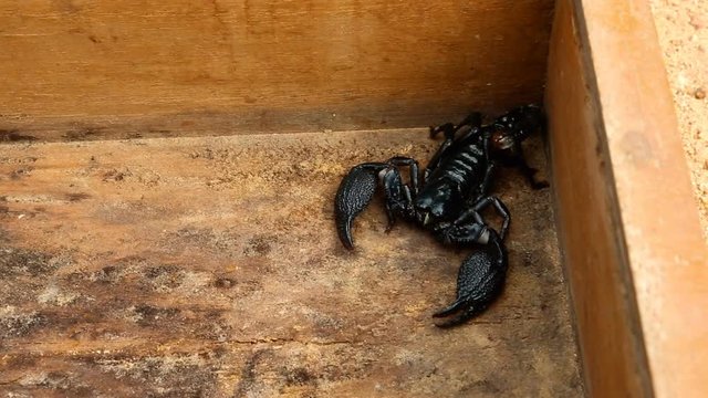 Black Scorpion Insect on Sri Lanka outdoors. The emperor scorpion, Pandinus imperator.