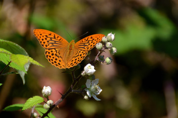 Obraz premium Kaisermantel