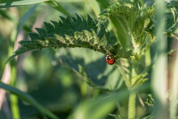 Naklejka premium czerwona biedronka z czarnymi plamami na pokrzywie