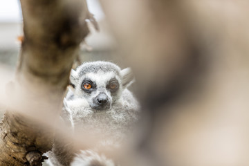 London Zoo