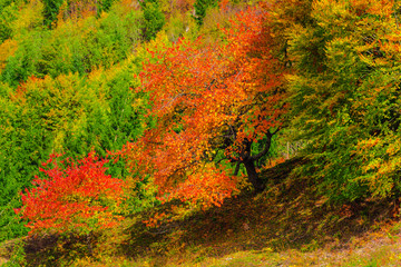 Autumn landscape in Carpathia Mountains