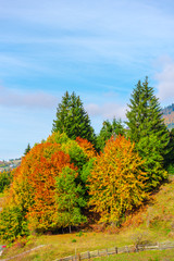 Fototapeta premium Autumn landscape in Carpathia Mountains