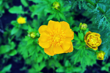 Trollius