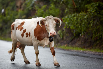 Portrait of a cow on the road