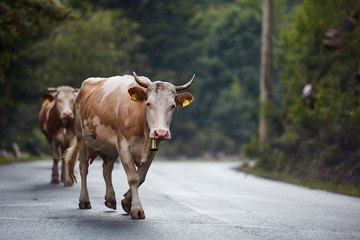 Cows walking on the road