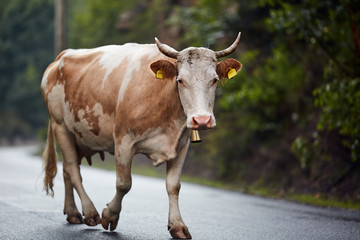 Fototapeta na wymiar Portrait of a cow on the road