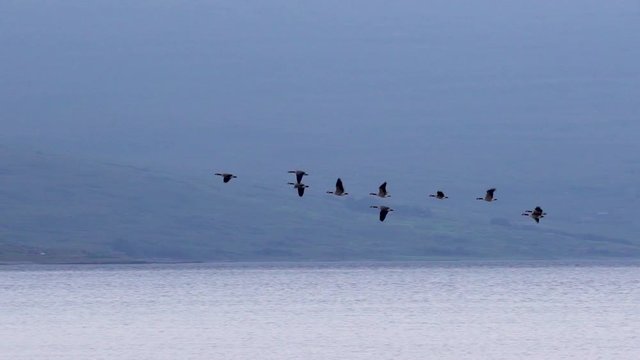 Plusieurs bernaches en vol au ralenti / Several barnacle geese flying in slowmotion