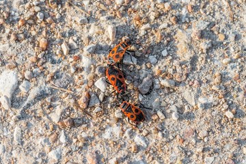 Feuerwanzen auf einem Feldweg