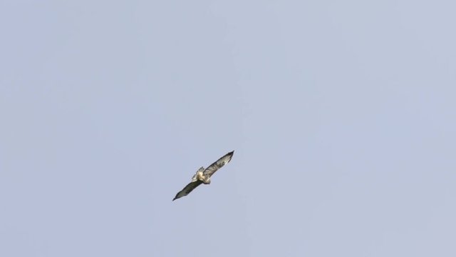 Une buse vol au ralenti / A buzzard flying in slowmotion