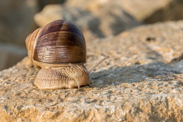 Braune Weinbergschnecke auf einem Stein