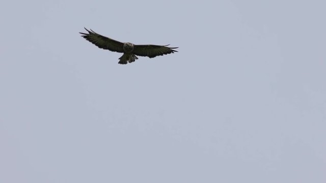 Une buse vol au ralenti / A buzzard flying in slowmotion