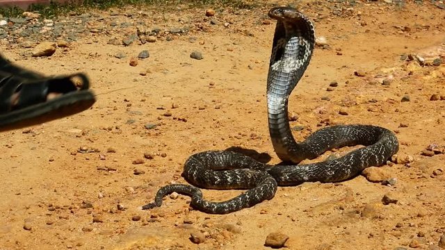 Cobra close-up. Snake farm in Sri Lanka.
