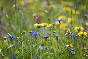 Blumenwiese