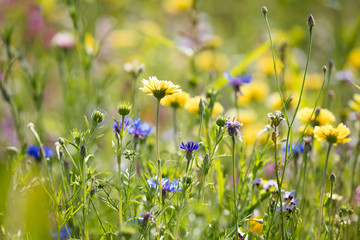 Blumenwiese