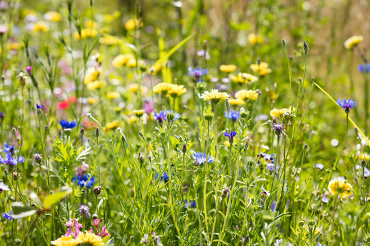Fototapeta Blumenwiese