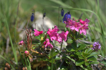 Alpenrose blühen