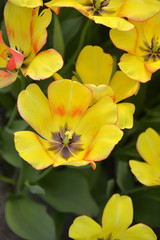 Fototapeta na wymiar Yellow open tulips with grey center and green leaves in the garden Keukenhof Netherlands
