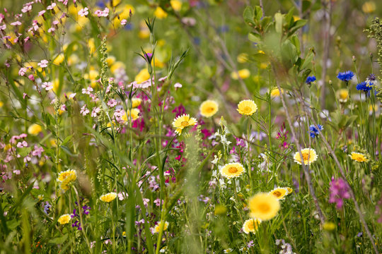 Fototapeta Blumenwiese