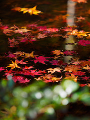 京都　常寂光寺　池に浮かぶ紅葉
