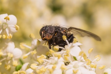 Nahaufnahme einer großen Fliege auf einer Blume