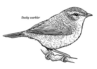 Dusky warbler, Phylloscopus fuscatus illustration, drawing, engraving, ink, line art, vector