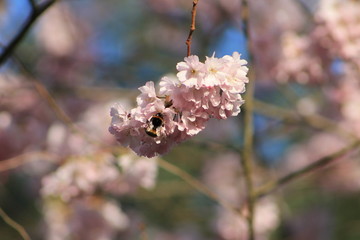 Biene und Kirschblüte