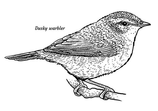 Dusky warbler, Phylloscopus fuscatus illustration, drawing, engraving, ink, line art, vector