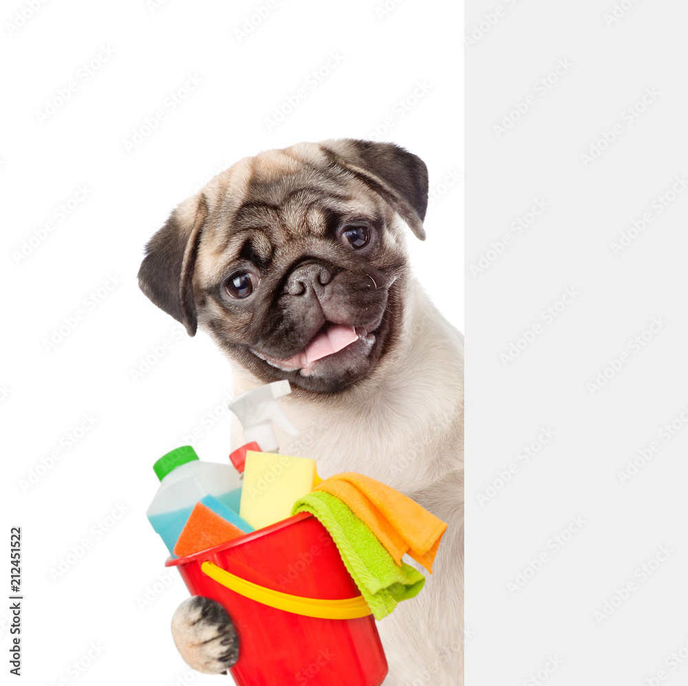 Poster cleaning concept. puppy above white banner holds bucket with washing fluids and rags in paws. isolat