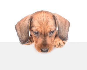 dachshund puppy above white banner looking down. isolated on white background