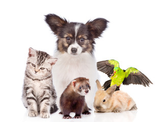 Group of pets together in front view. isolated on white background