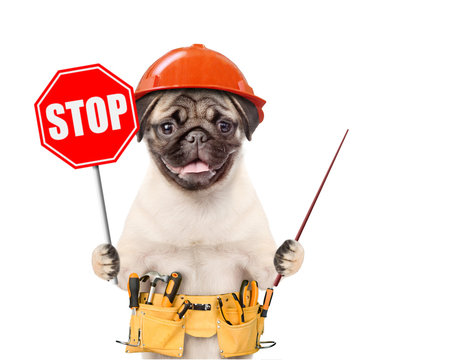 Funny puppy in hard hat with tool belt and stop sign showing with pointing stick on empty space. Isolated on white background