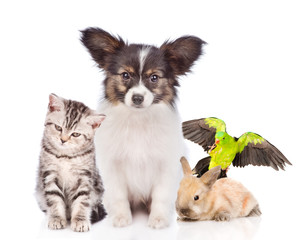 Group of pets together in front view. isolated on white background
