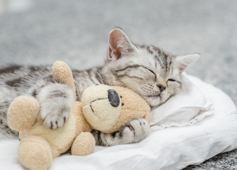 Cute kitten sleeping with toy bear