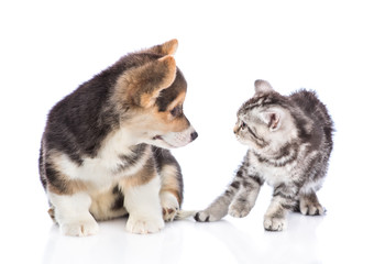 puppy and frightened kitten look at each other. isolated on white background