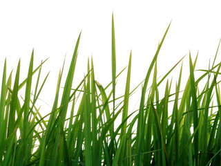 Fototapeta premium Long blades of green grass isolated on white background.