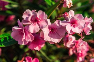 Mediterranean flowers in the summer