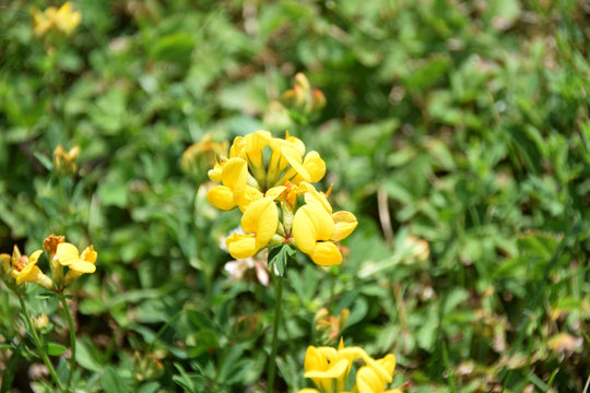 little yellow bird&acute;s-foot trefoil or lotus corniculatus, bird&acute;s-foot deervetch on a green meadow