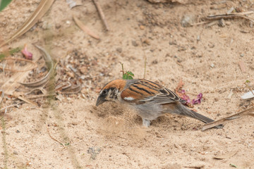Bird on sand