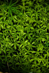 Beautiful pine trees on background high mountains. 