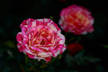 Fragrant Rose in Full Blossom