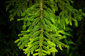 Beautiful pine trees on background high mountains. 