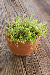 House plant in ceramic pot on wooden background