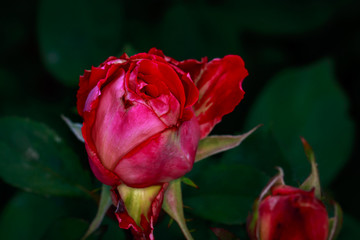 Fragrant Rose in Full Blossom